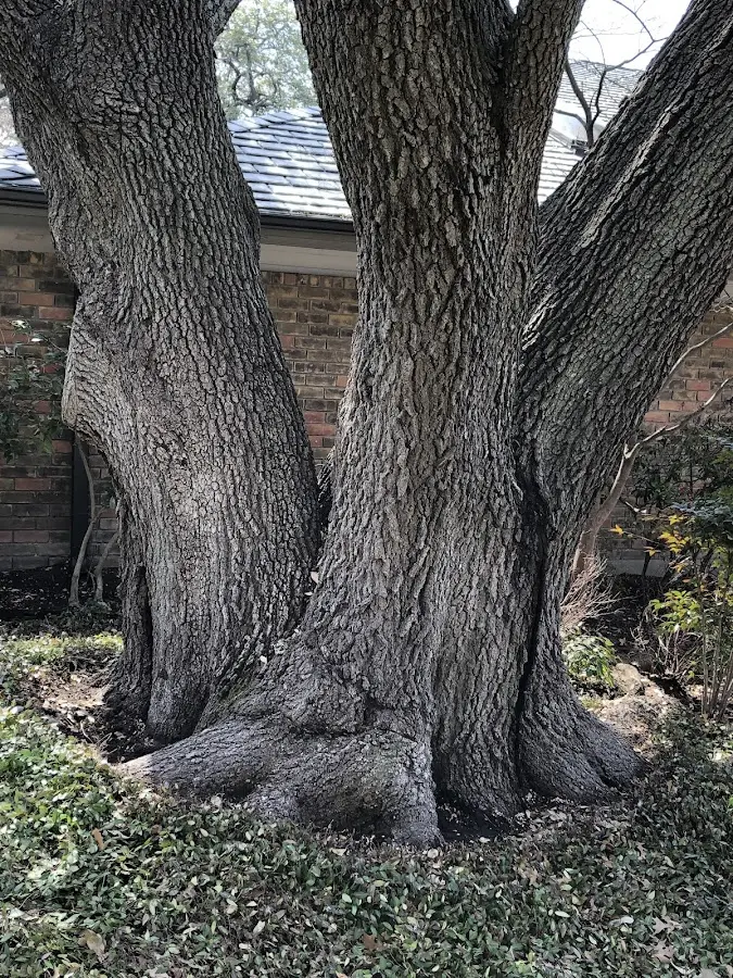 Mature heritage tree close to a Tulelake property cared for by certified arborists